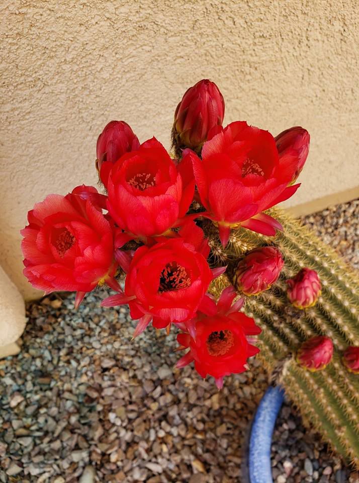 Cactus blooms